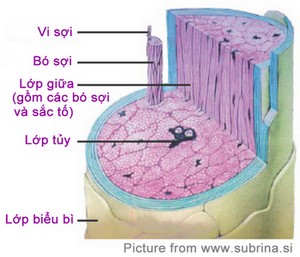 Cấu trúc sợi tóc cắt ngang Cấu trúc sợi tóc cắt ngang