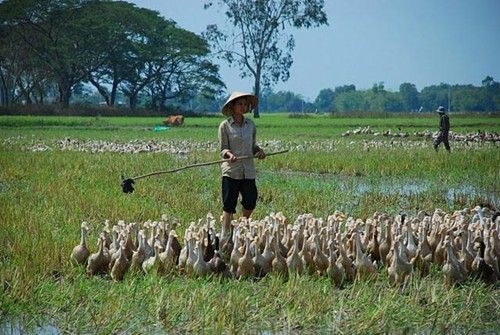 nghề chăn vịt
