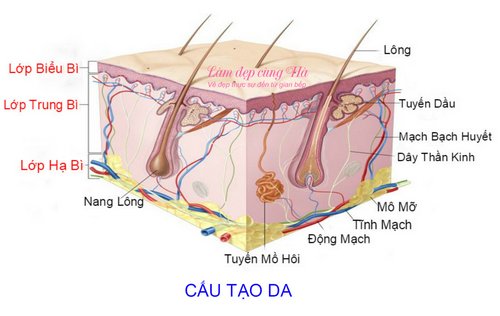 cấu tạo da cấu tạo da