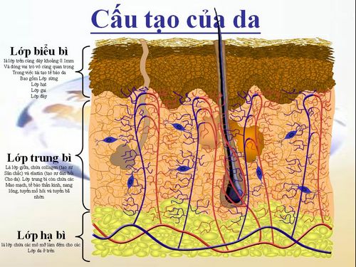 Cấu tạo da có 3 lớp Cấu tạo da có 3 lớp