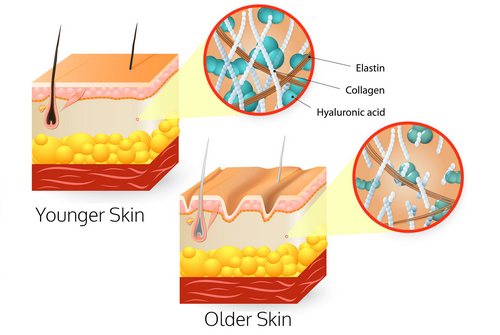 Lớp trung bì Lớp trung bì