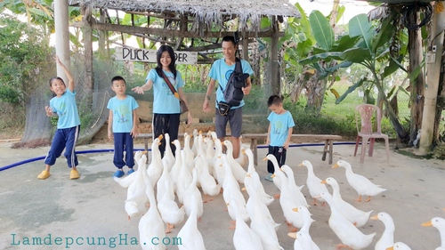 Nghề Chăn Vịt –review Du Lịch Quảng Bình