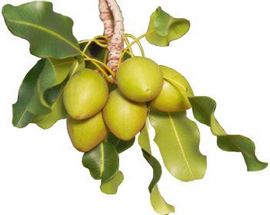 Shea Butter Là Gì? Công Dụng Shea Butter Trong Làm Đẹp
